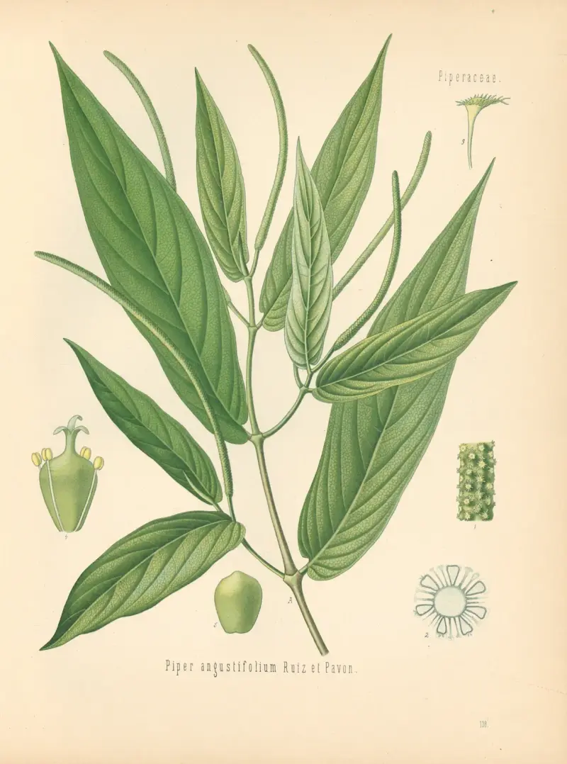 Piper angustifolium, Gustav Pabst
