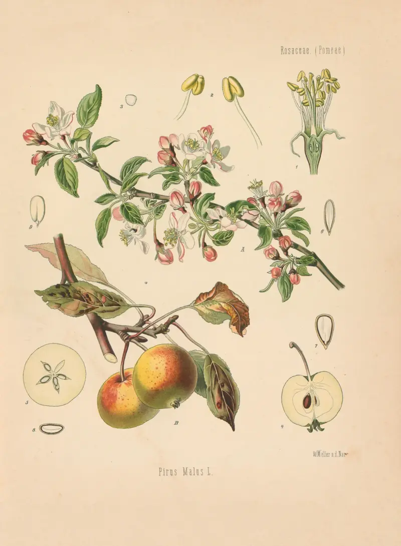 Pirus Malus av Gustav Pabst