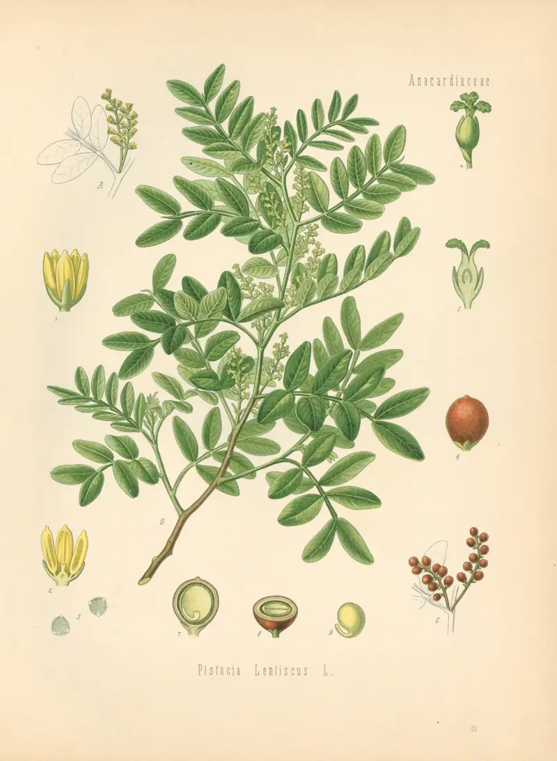 Pistacia Lentiscus av Gustav Pabst