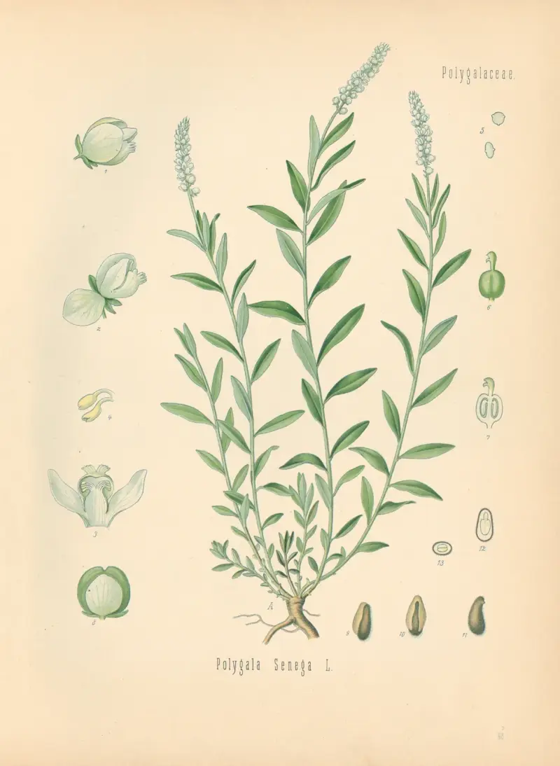 Polygala Senega von Gustav Pabst