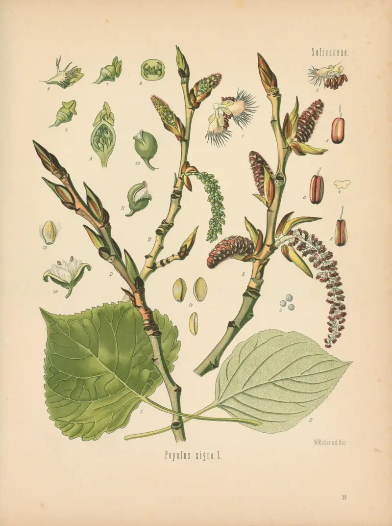 Populus nigra av Gustav Pabst