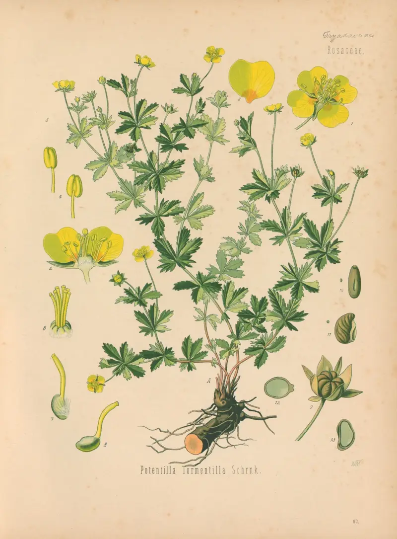 Potentilla Tormentilla von Gustav Pabst