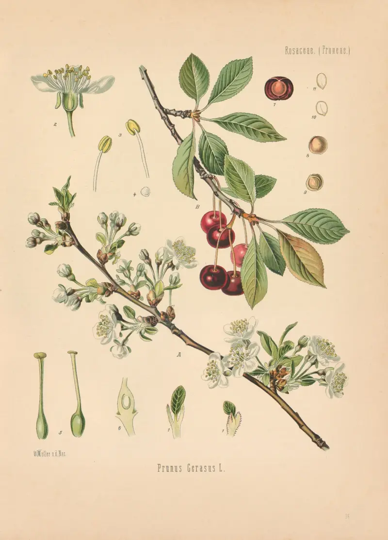 Prunus Cerasus av Gustav Pabst