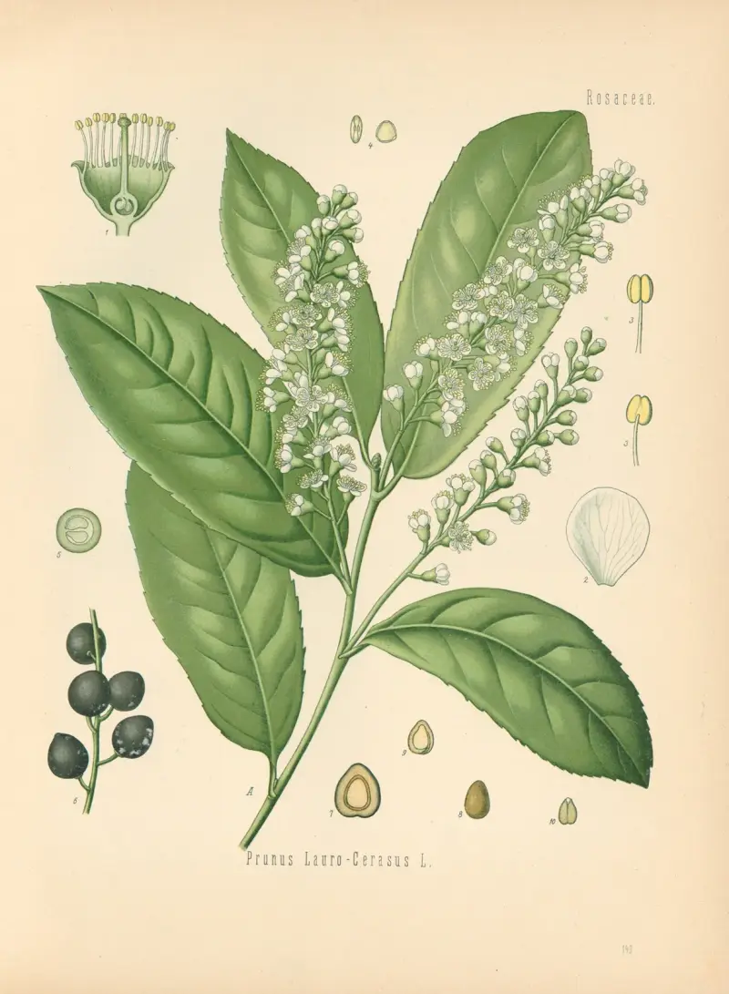 Prunus Laurocerasus av Gustav Pabst