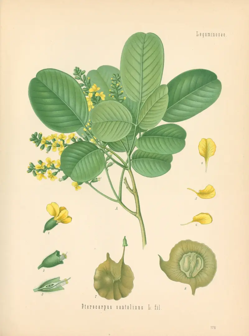 Pterocarpus santalinus av Gustav Pabst