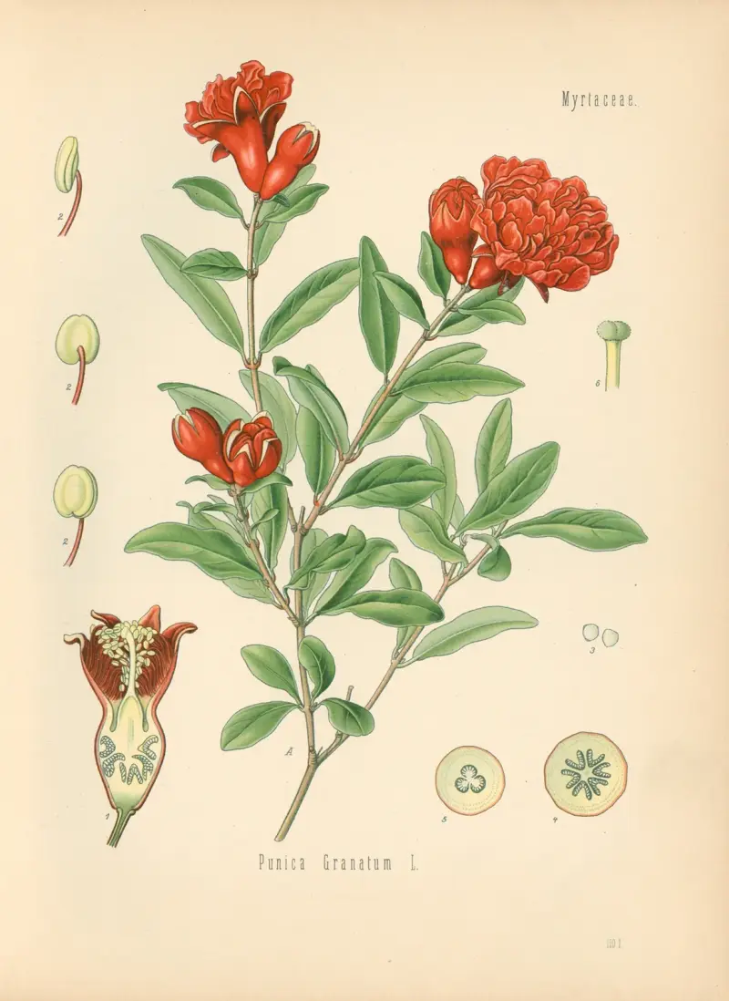 Punica granatum von Gustav Pabst
