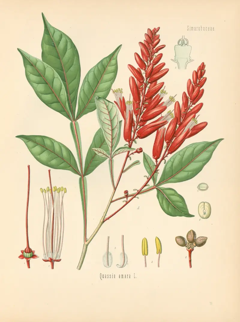 Quassia amara von Gustav Pabst