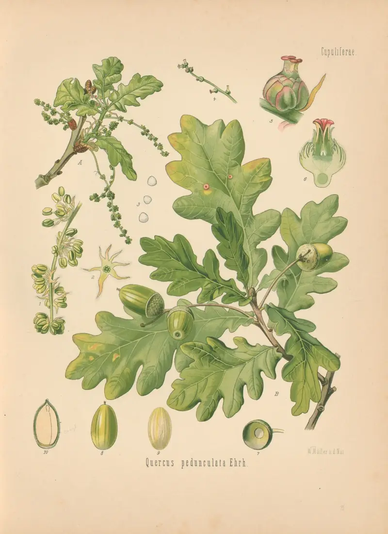 Quercus pedunculata av Gustav Pabst