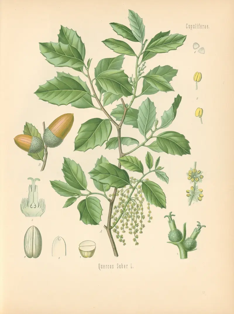 Quercus Suber von Gustav Pabst