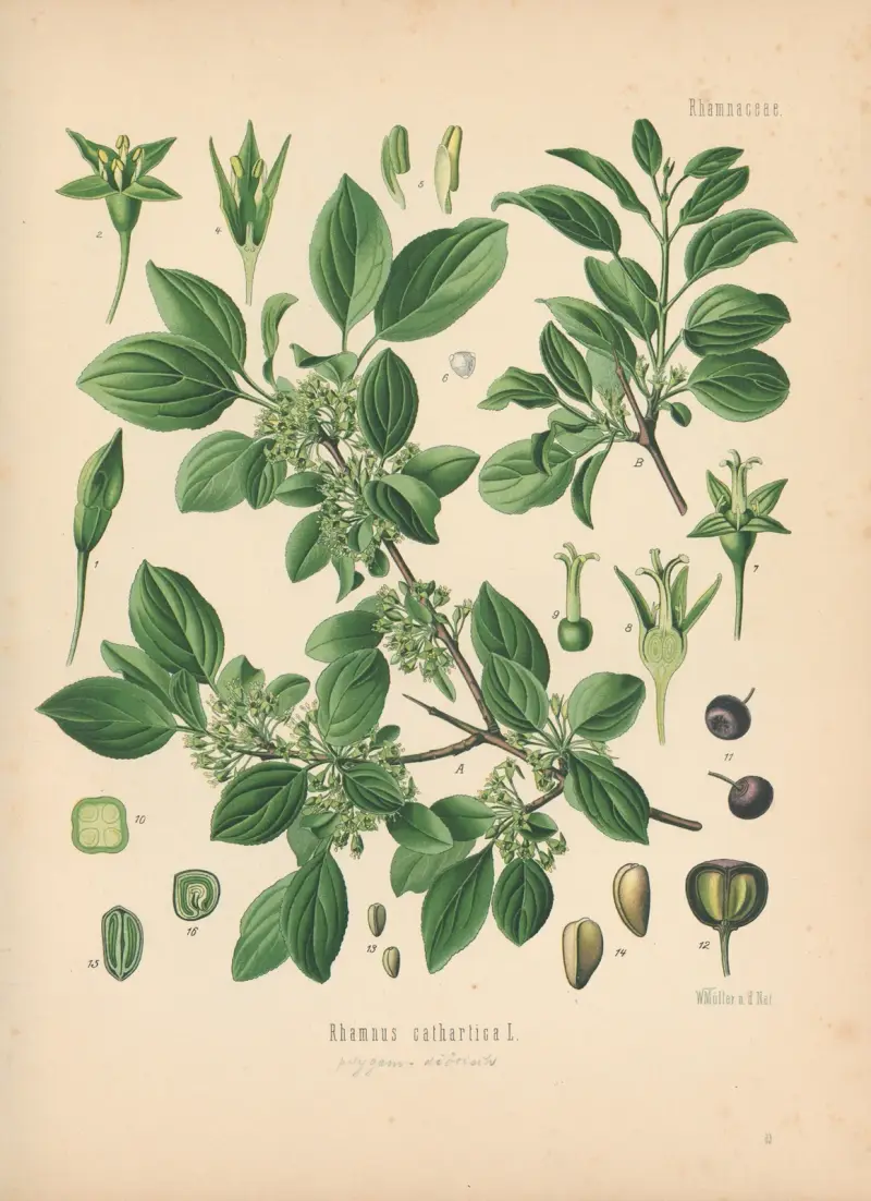 Rhamnus cathartica av Gustav Pabst