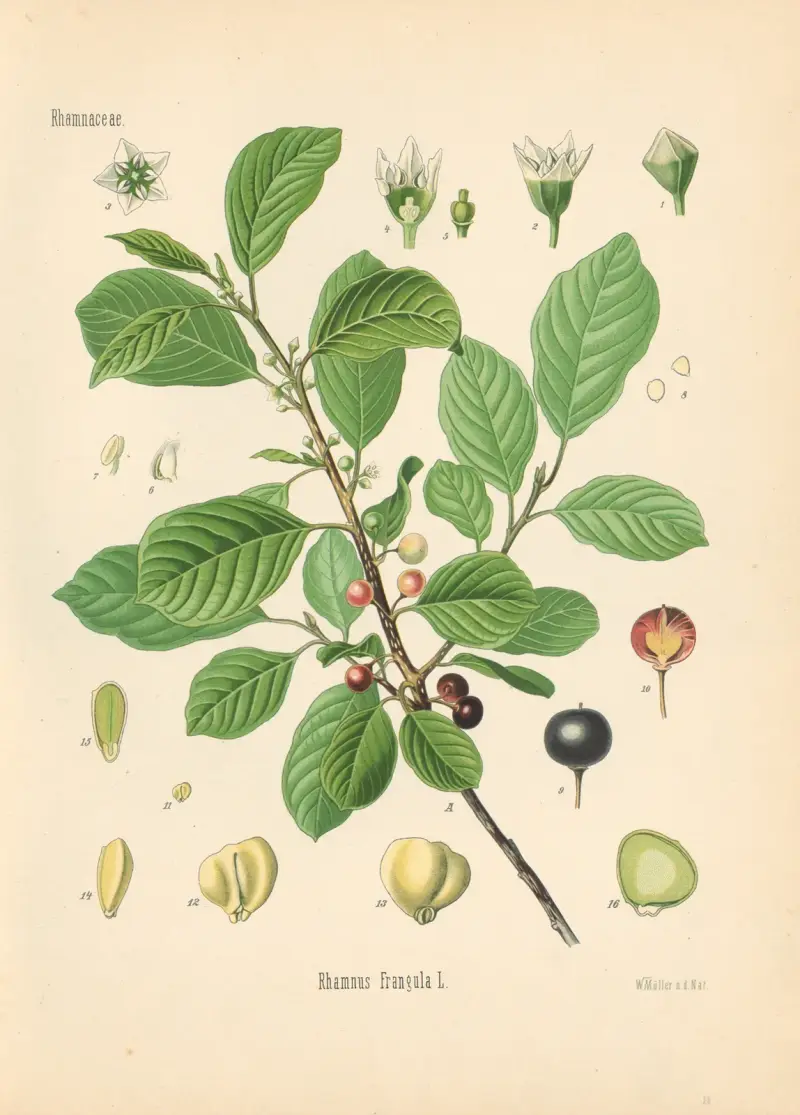 Rhamnus Frangula av Gustav Pabst