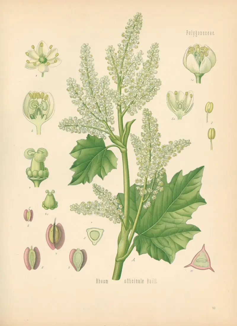 Rheum officinale av Gustav Pabst