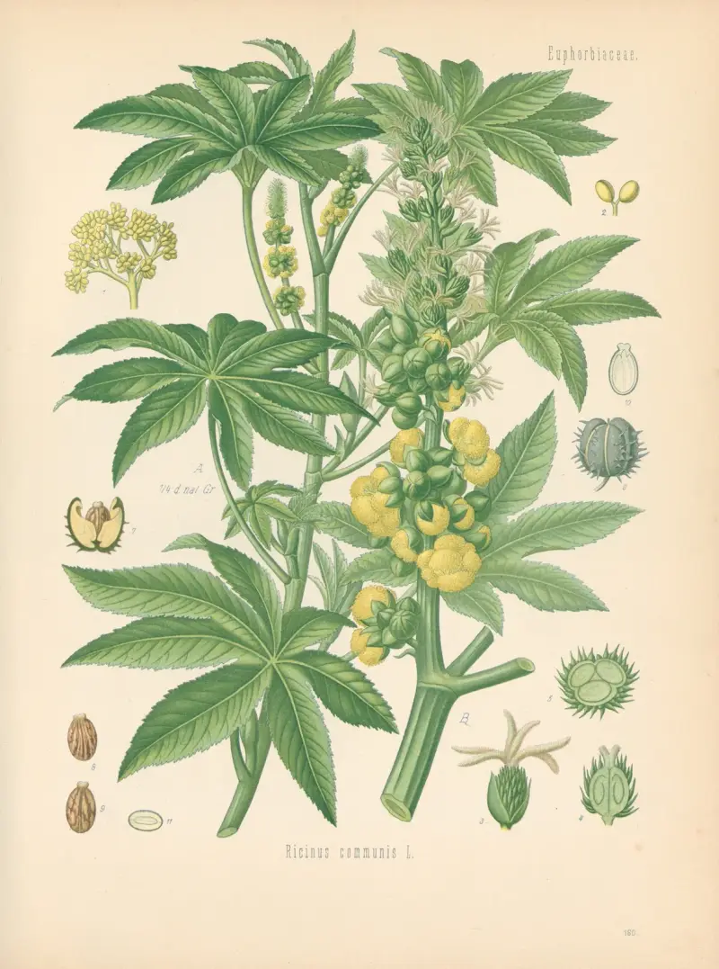 Ricinus communis von Gustav Pabst