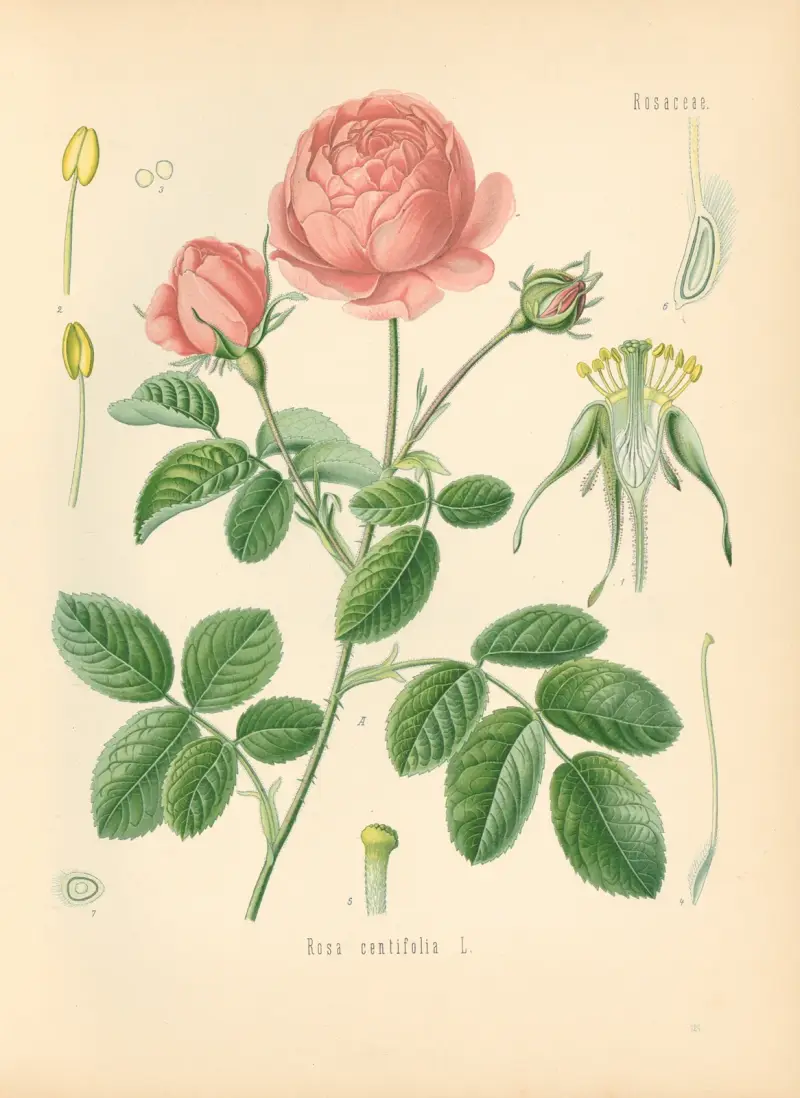 Rosa centifolia av Gustav Pabst
