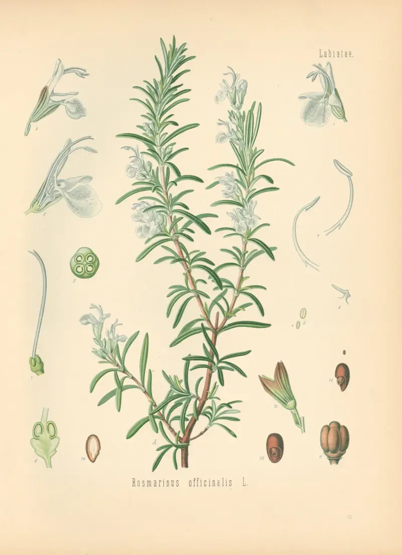 Rosmarinus officinalis av Gustav Pabst