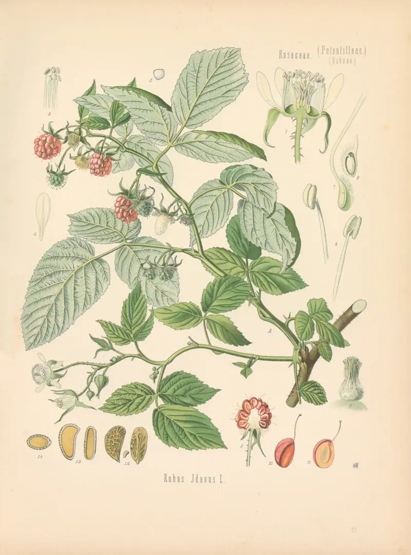 Rubus Idaeus av Gustav Pabst