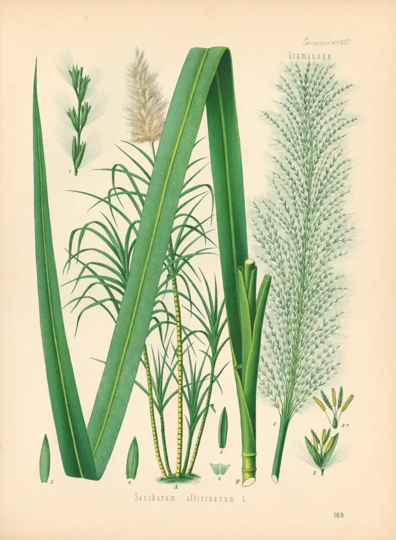 Saccharum officinarum av Gustav Pabst
