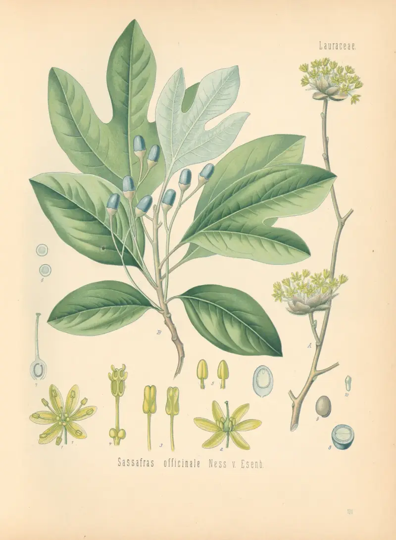 Sassafras officinale av Gustav Pabst