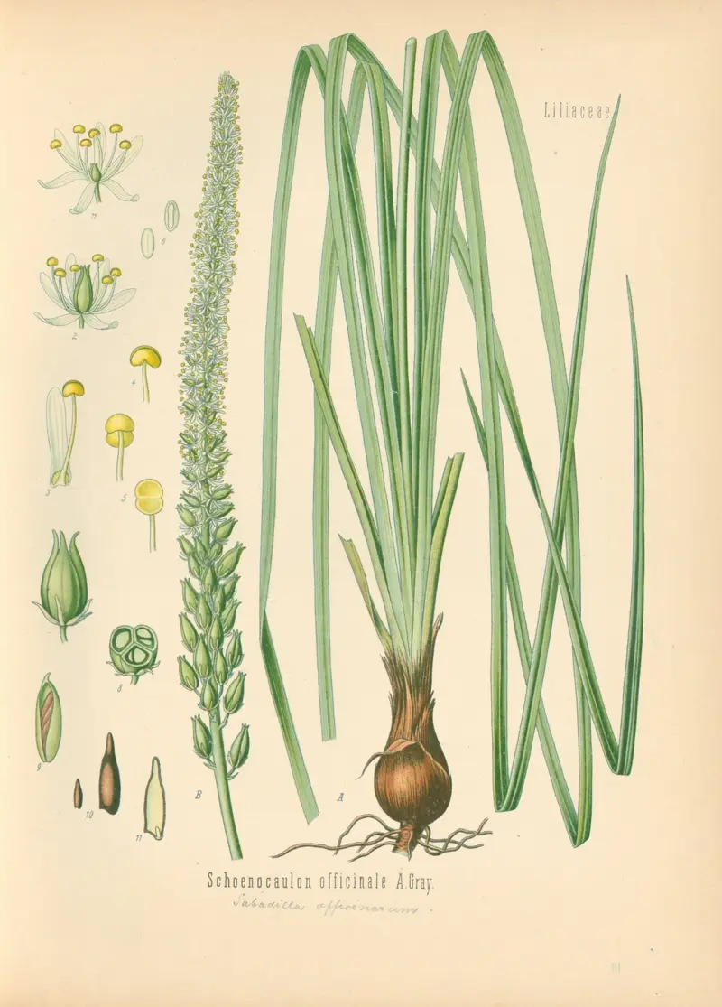 Schoenocaulon officinale av Gustav Pabst