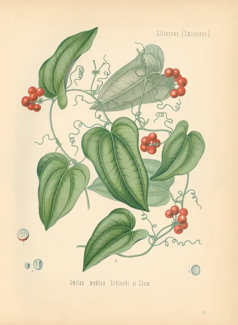 Smilax medica av Gustav Pabst
