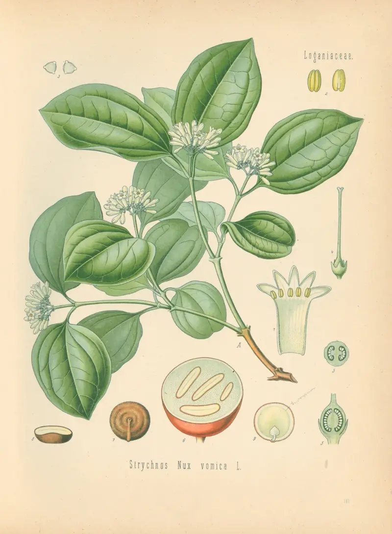 Strychnos Nux av Gustav Pabst