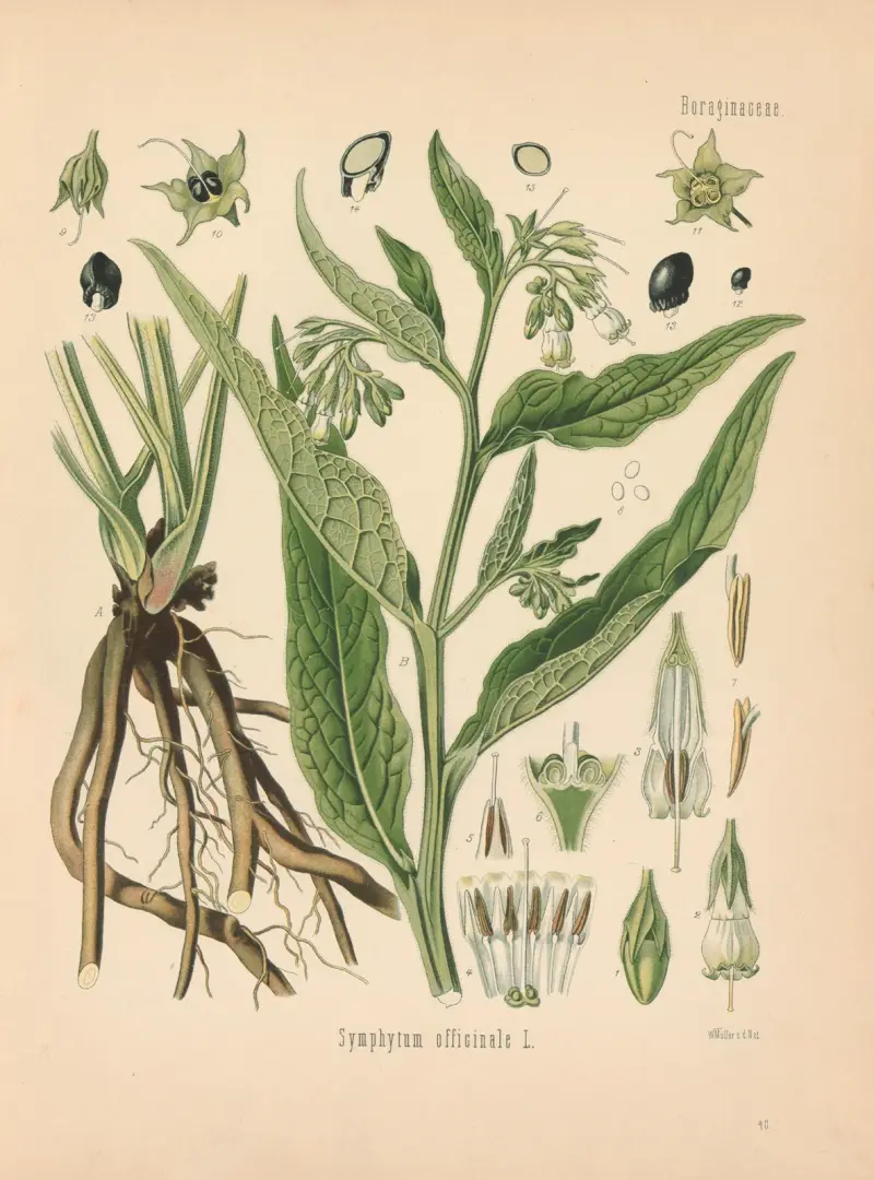 Symphytum officinale av Gustav Pabst