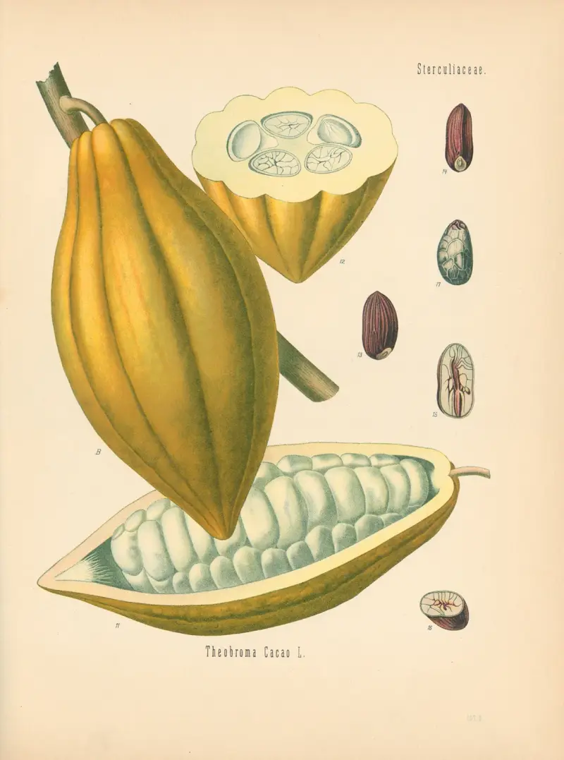 Theobroma Cacao von Gustav Pabst