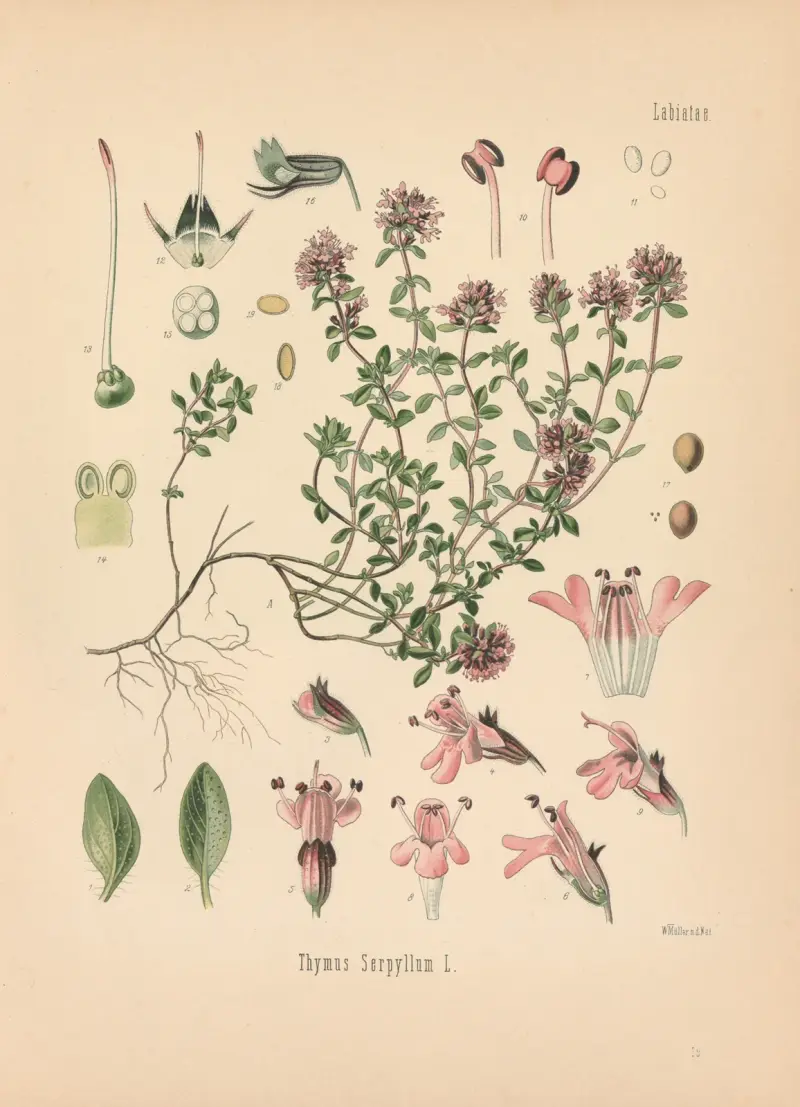 Thymus Serpyllum av Gustav Pabst