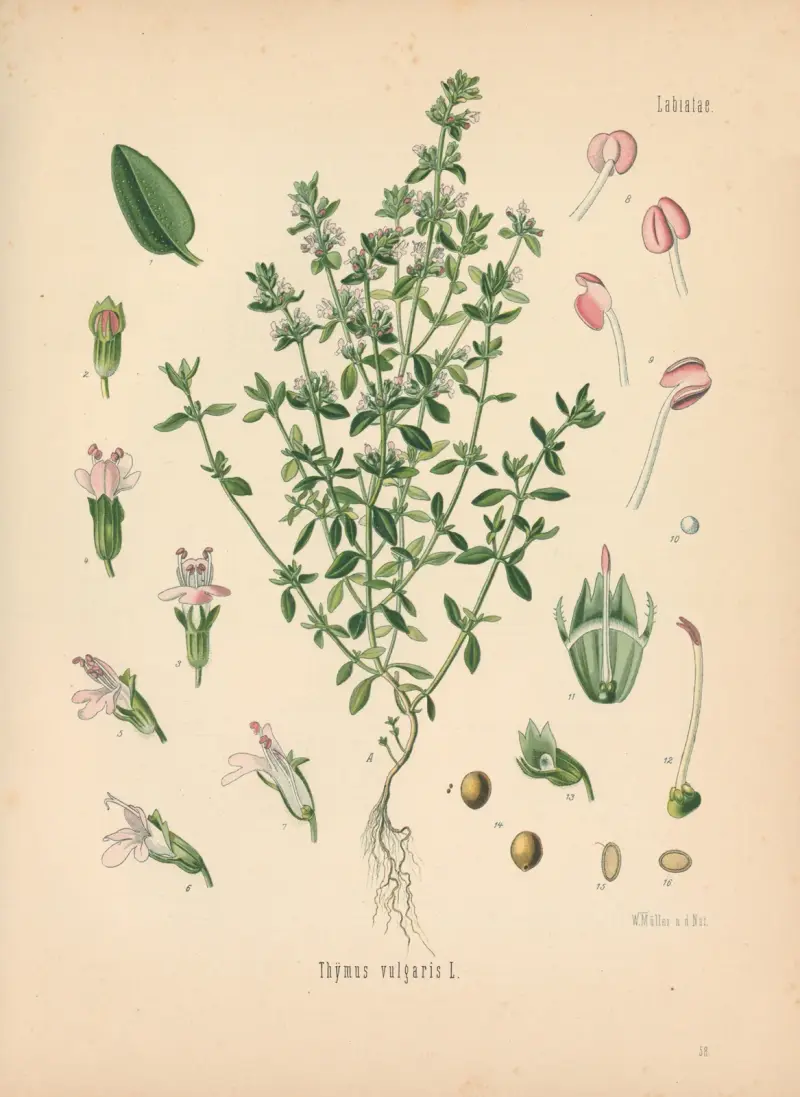 Thymus vulgaris av Gustav Pabst