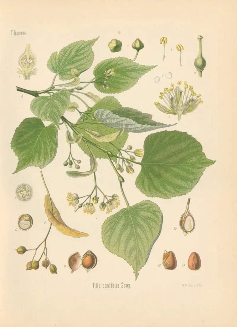 Tilia ulmifolia av Gustav Pabst