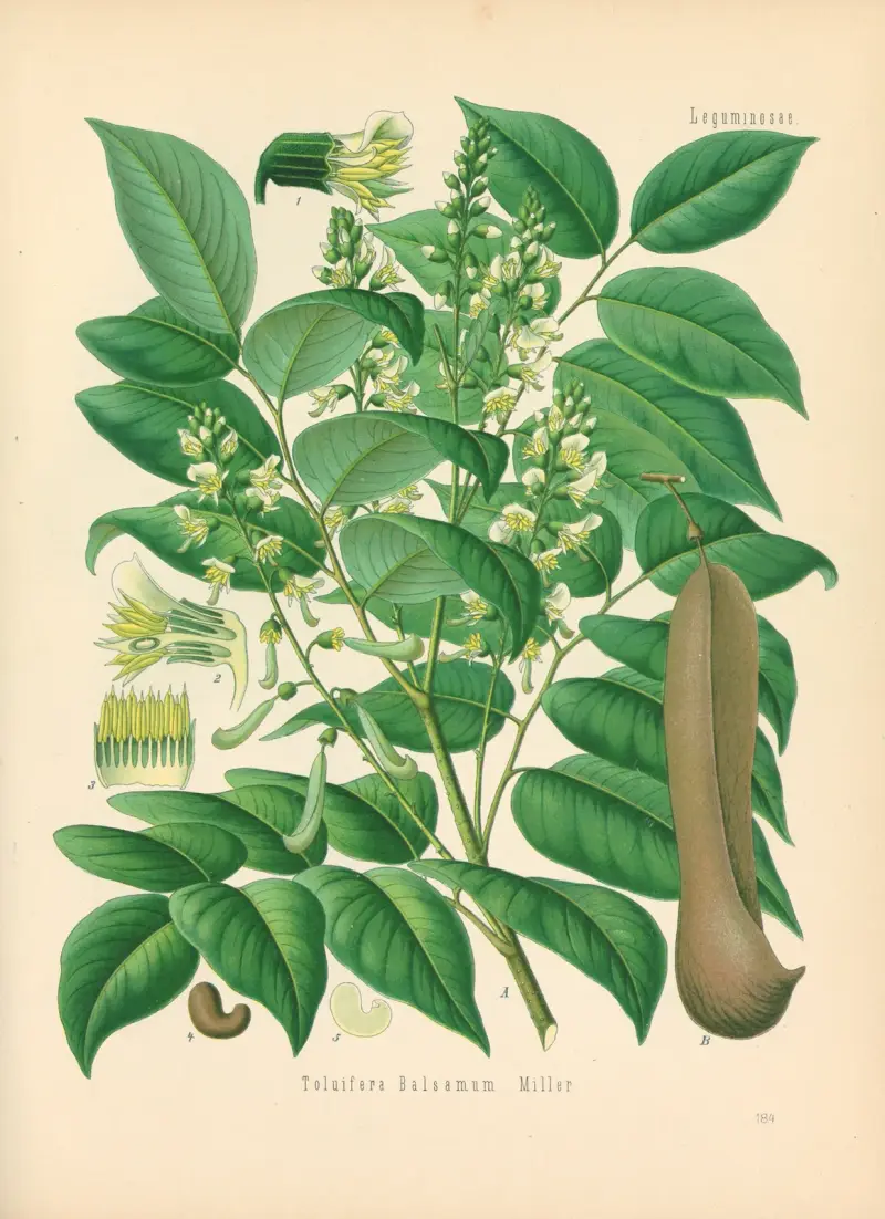 Toluifera Balsamum av Gustav Pabst