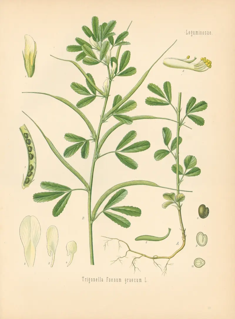 Trigonella Foenum graecum av Gustav Pabst
