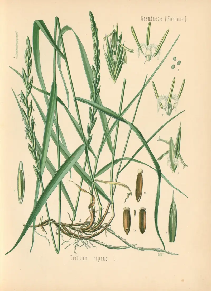 Triticum repens av Gustav Pabst