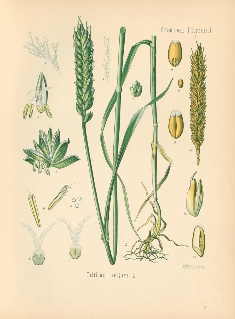 Triticum vulgare av Gustav Pabst