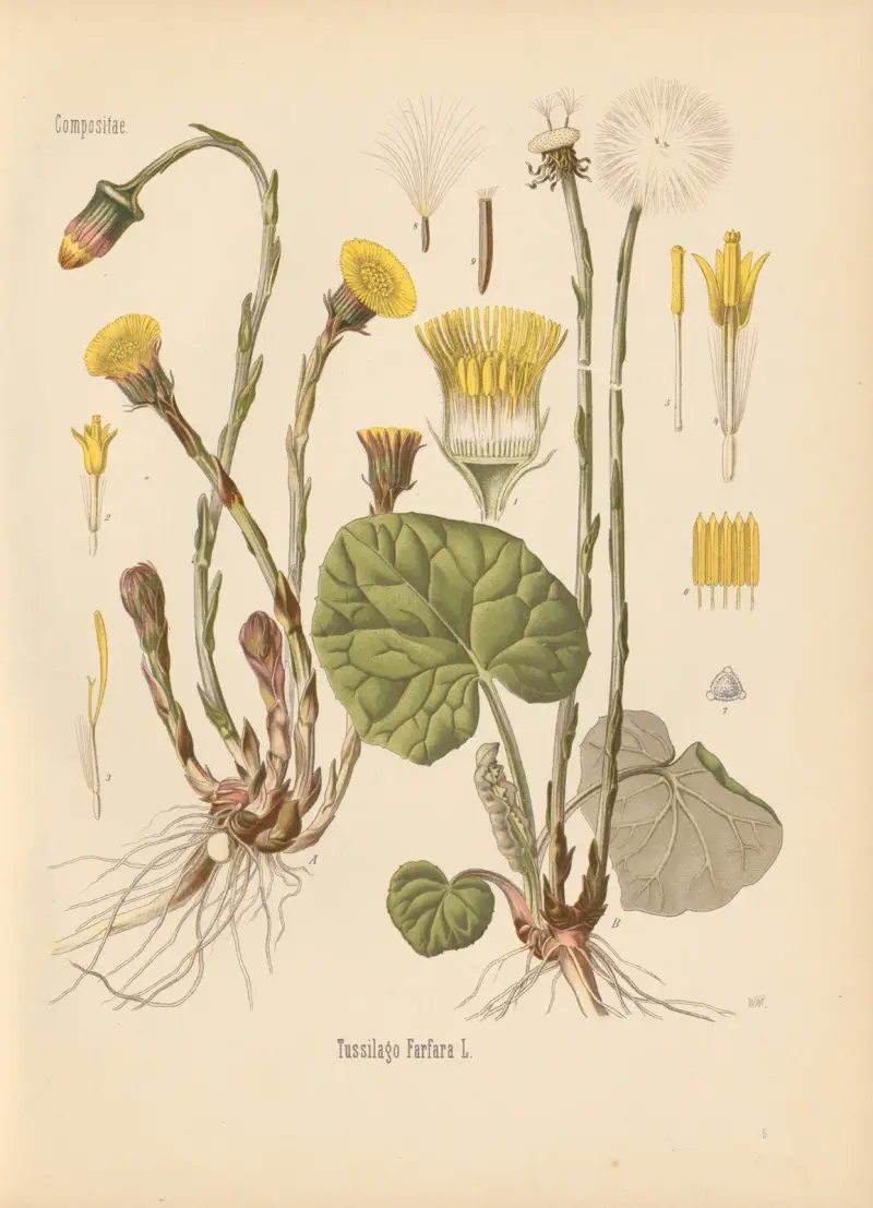 Tussilago Farfara av Gustav Pabst