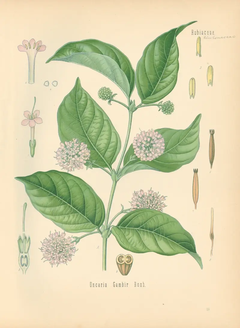 Uncaria Gambir av Gustav Pabst