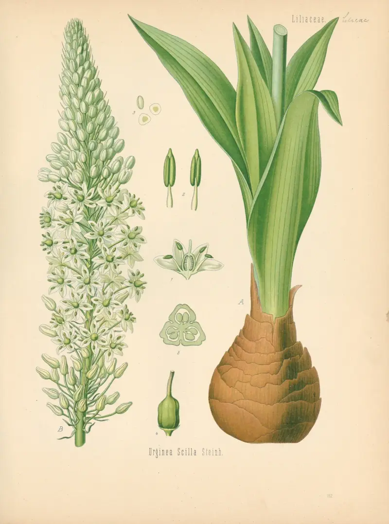Urginea Scilla von Gustav Pabst