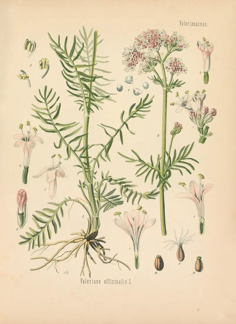 Valeriana officinalis av Gustav Pabst