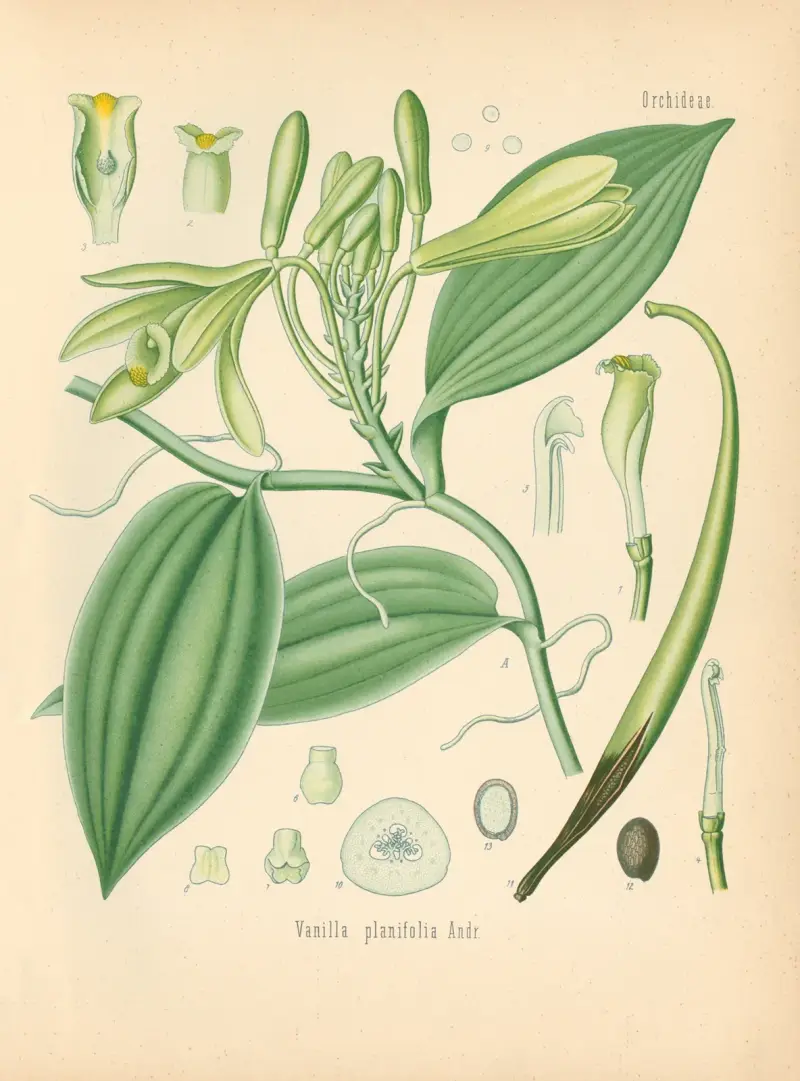 Vanilla planifolia av Gustav Pabst