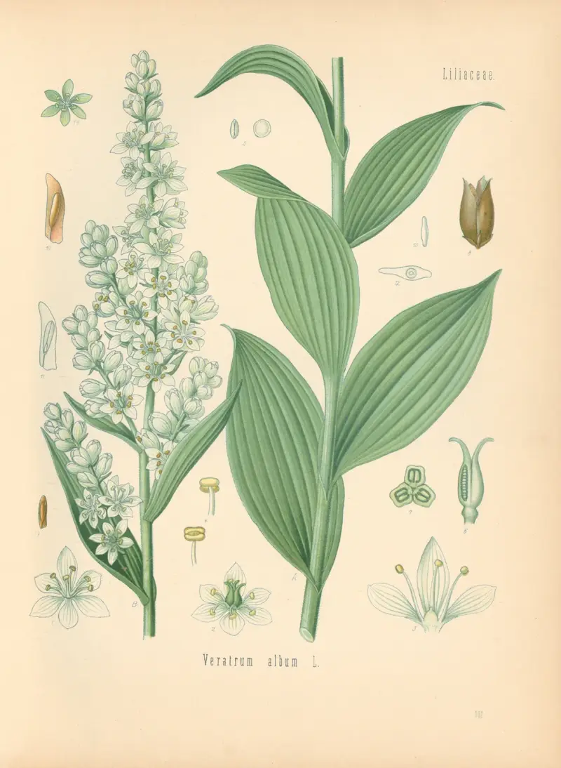 Veratrum album av Gustav Pabst