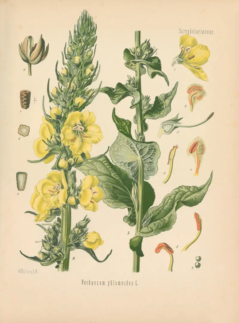 Verbascum phlomoides av Gustav Pabst