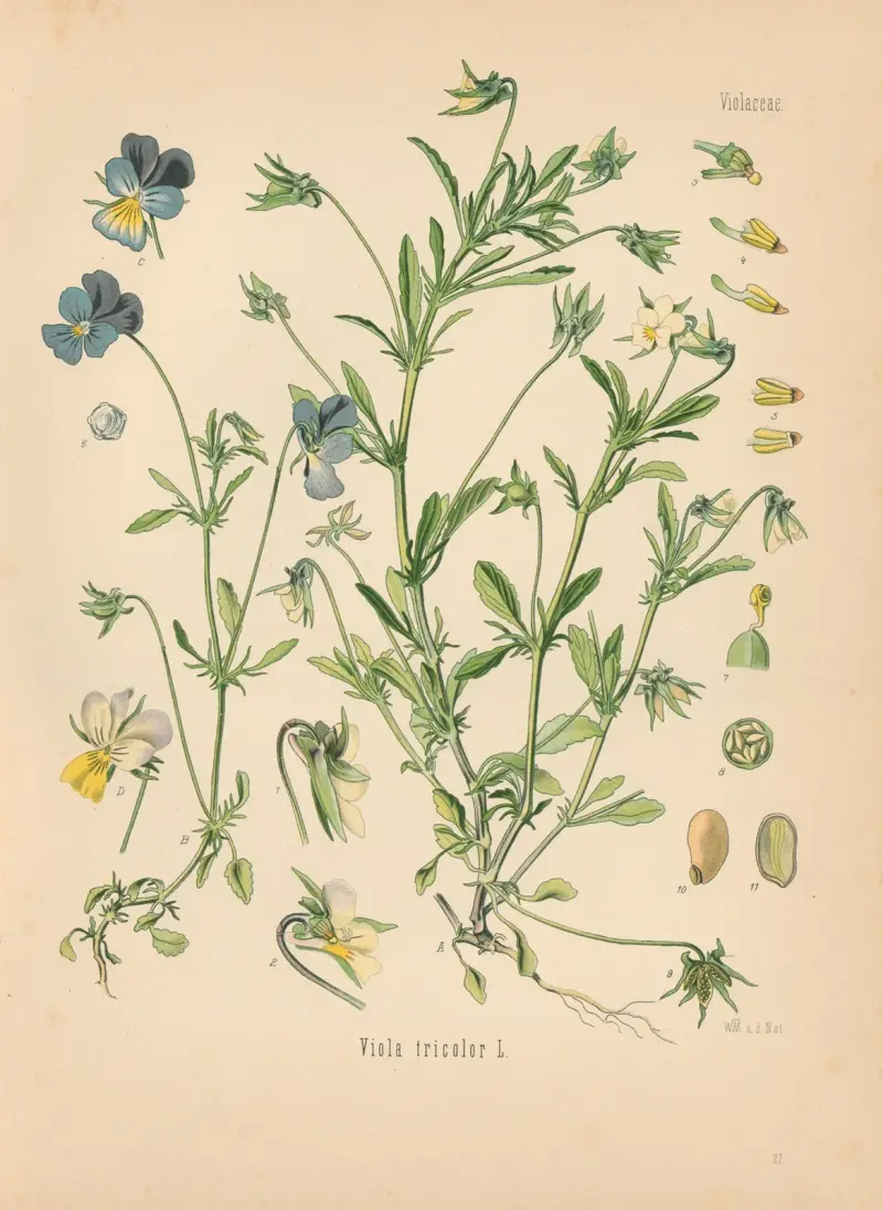 Viola tricolor av Gustav Pabst