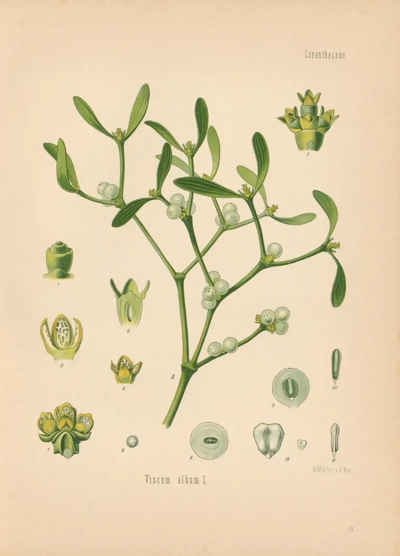 Viscum album av Gustav Pabst