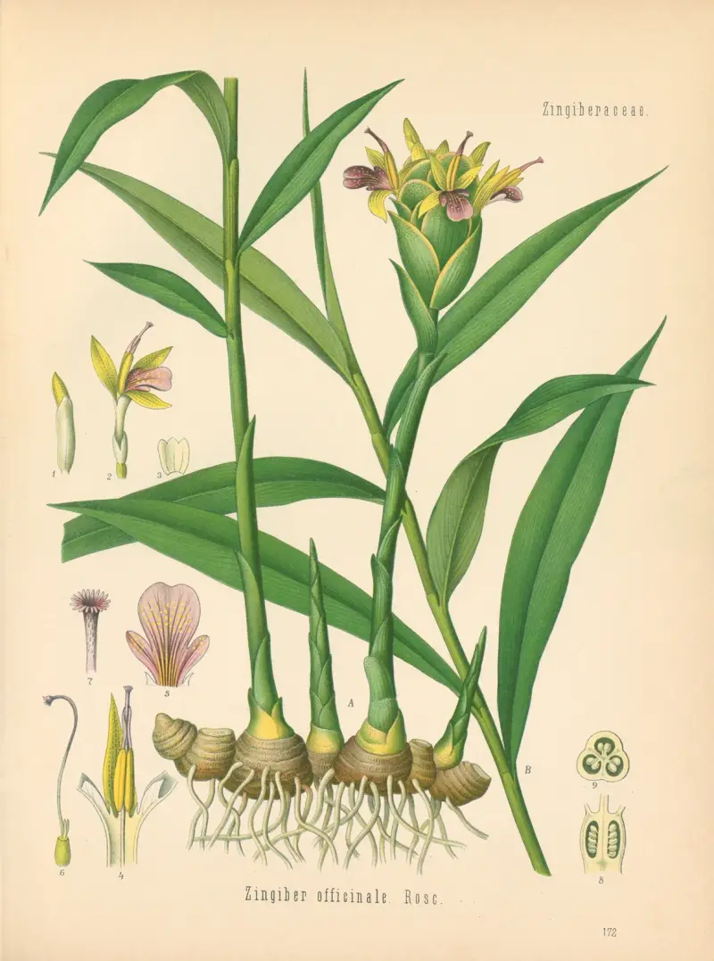 Zingiber officinale von Gustav Pabst