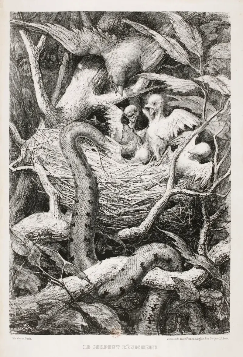 Ormen som hittar bo av Gustave Doré