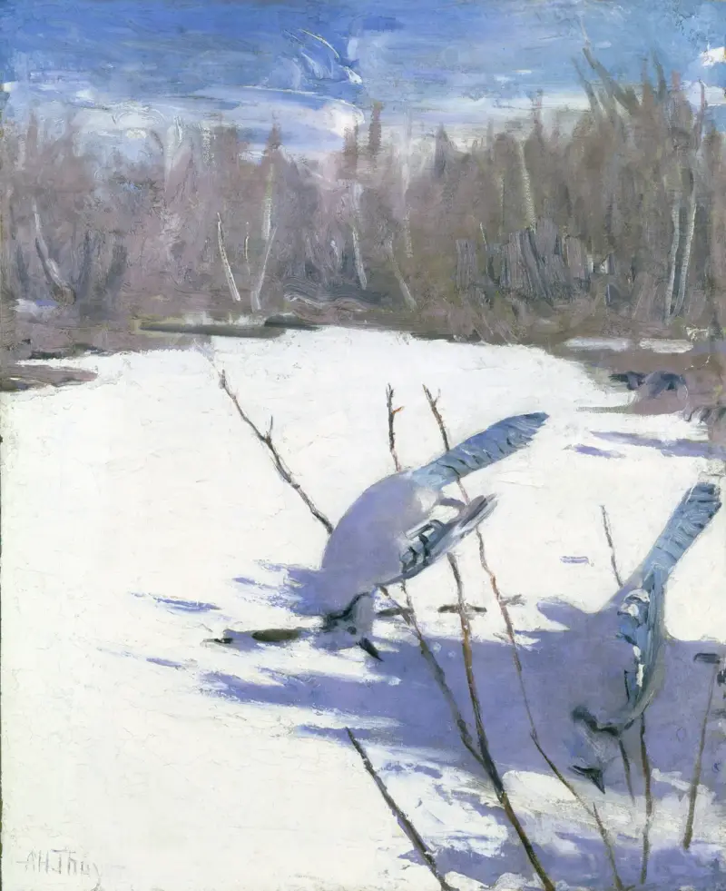 Blue Jays In Winter, Study For Book Concealing Coloration In The Animal Kingdom av Abbott Handerson Thayer