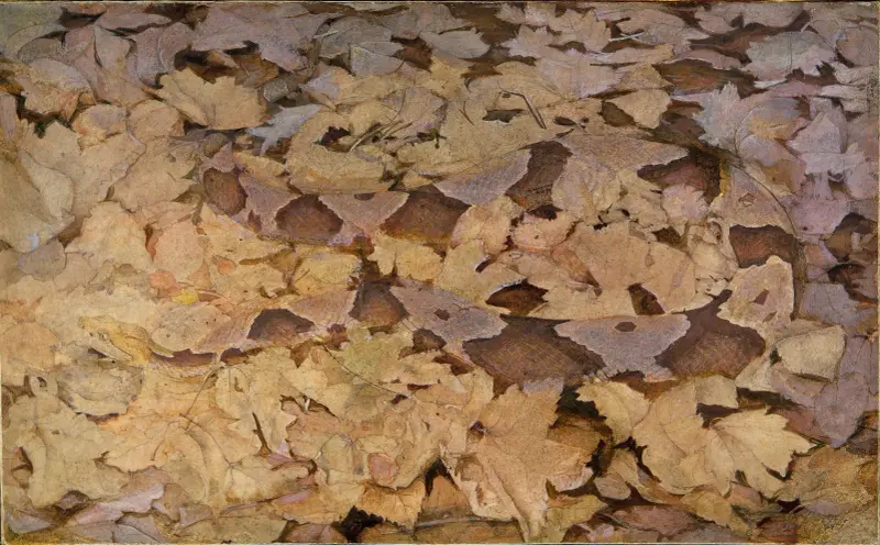 Copperhead Snake on Dead Leaves, study for book Concealing Coloration in the Animal Kingdom av Abbott Handerson Thayer