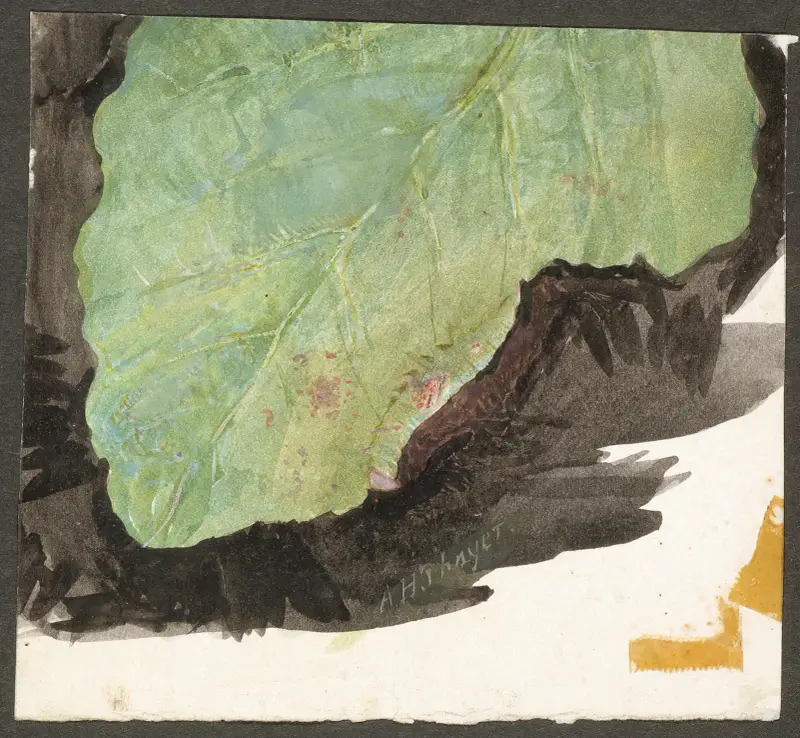 Heterocampa Biundata, Walker, study for book Concealing Coloration in the Animal Kingdom av Abbott Handerson Thayer