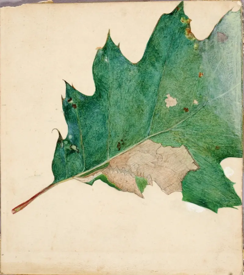 Oligocentra Lignicolor, Walker, study for book Concealing Coloration in the Animal Kingdom av Abbott Handerson Thayer
