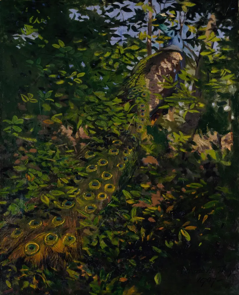 Peacock in the Woods, study for book Concealing Coloration in the Animal Kingdom av Abbott Handerson Thayer